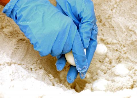 Sea turtle eggs are collected for relocation at the Eglin Air Force Base