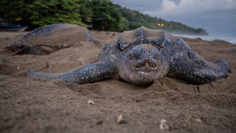 Leatherback turtles on a beach