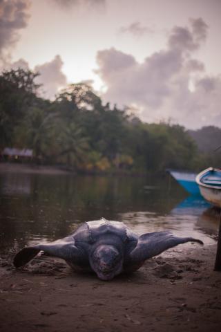 Turtle coming onshore in Grande Riviere, Trinidad