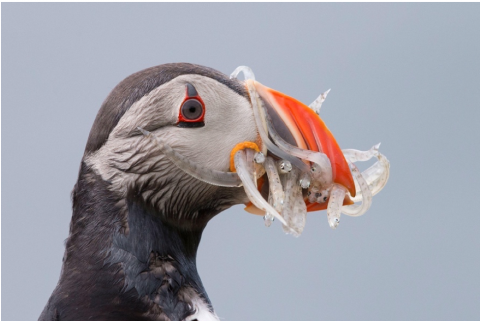 North-west Atlantic Puffin eating fish (Audubon 2022)