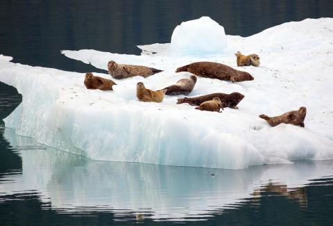 Seals resting on sea ice