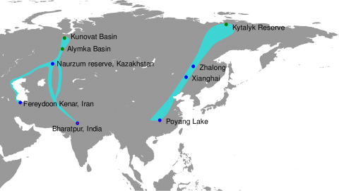 Migratory Path of Siberian Crane