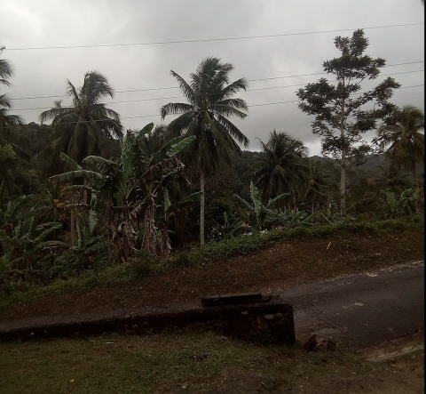 Coconut trees in Jamaica