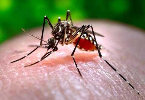 dengue fever mosquito 