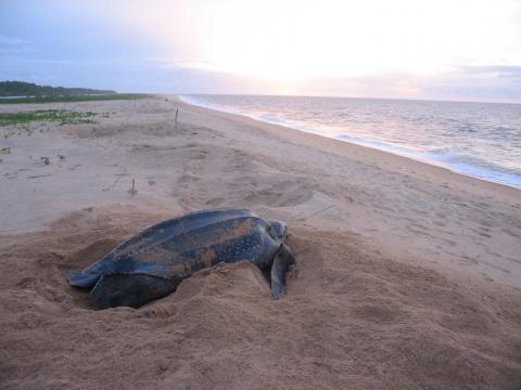 Leatherback turtle on the beach near Galibi