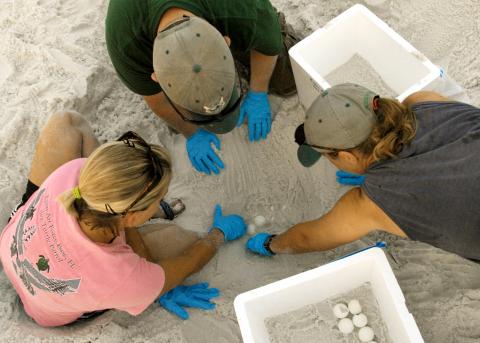 Sea turtle eggs are collected for relocation at the Eglin Air Force Base