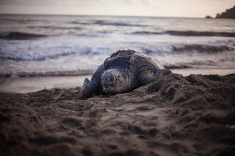 Leatherback turtle on the beach