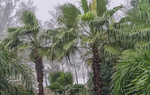 Palm trees in monsoon Thailand