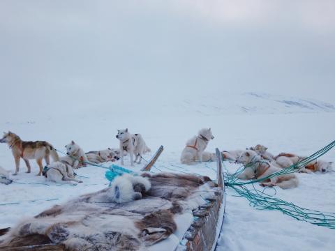 dog sled team in Greenland