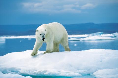 polar bear on ice in Greenland