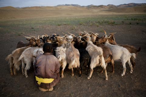Pastoralist woman milks goats