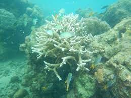 Sedimentation of coral