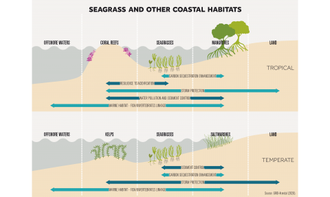 Seagrass and Other Coastal Habitats