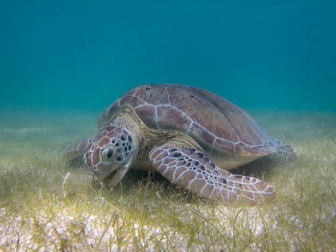 Green Turtle Grazing Seagrass