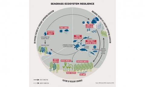 Seagrass Resilience