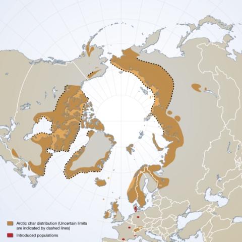 Arctic char distribution map