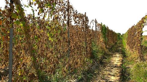 Drought damage to vines