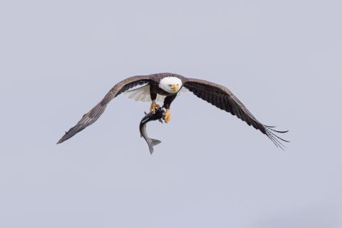 Bald Eagle carrying fish